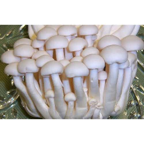 Fresh White Beech Mushrooms