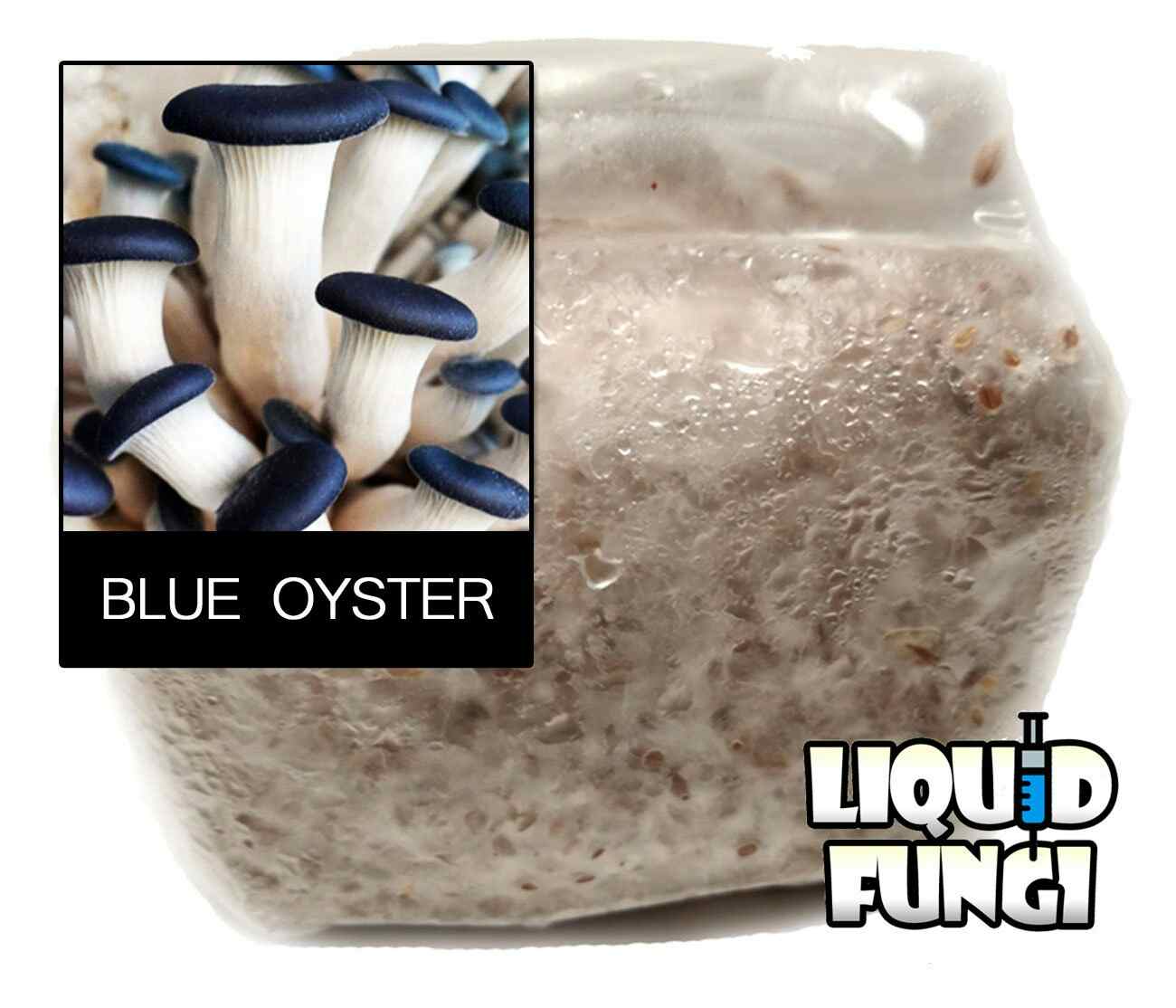 Blue Oyster Mushroom Grain Spawn (1 Pound)