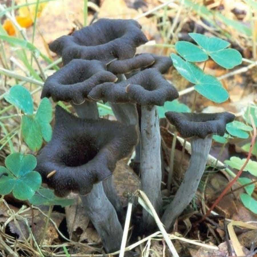 Dried Black Trumpets (Black Chanterelle Mushrooms)
