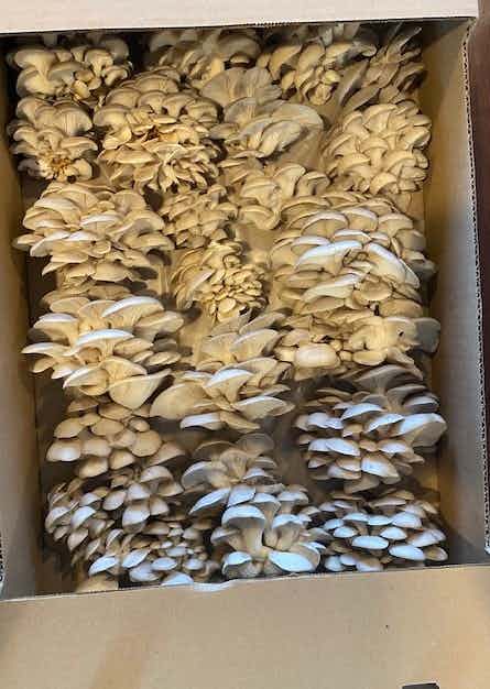 Fresh Organic Oyster Mushrooms (1lb) - LOCAL PICKUP ONLY