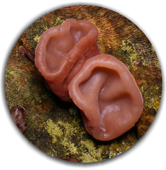 Jelly ear (Auricularia auricula-judae)