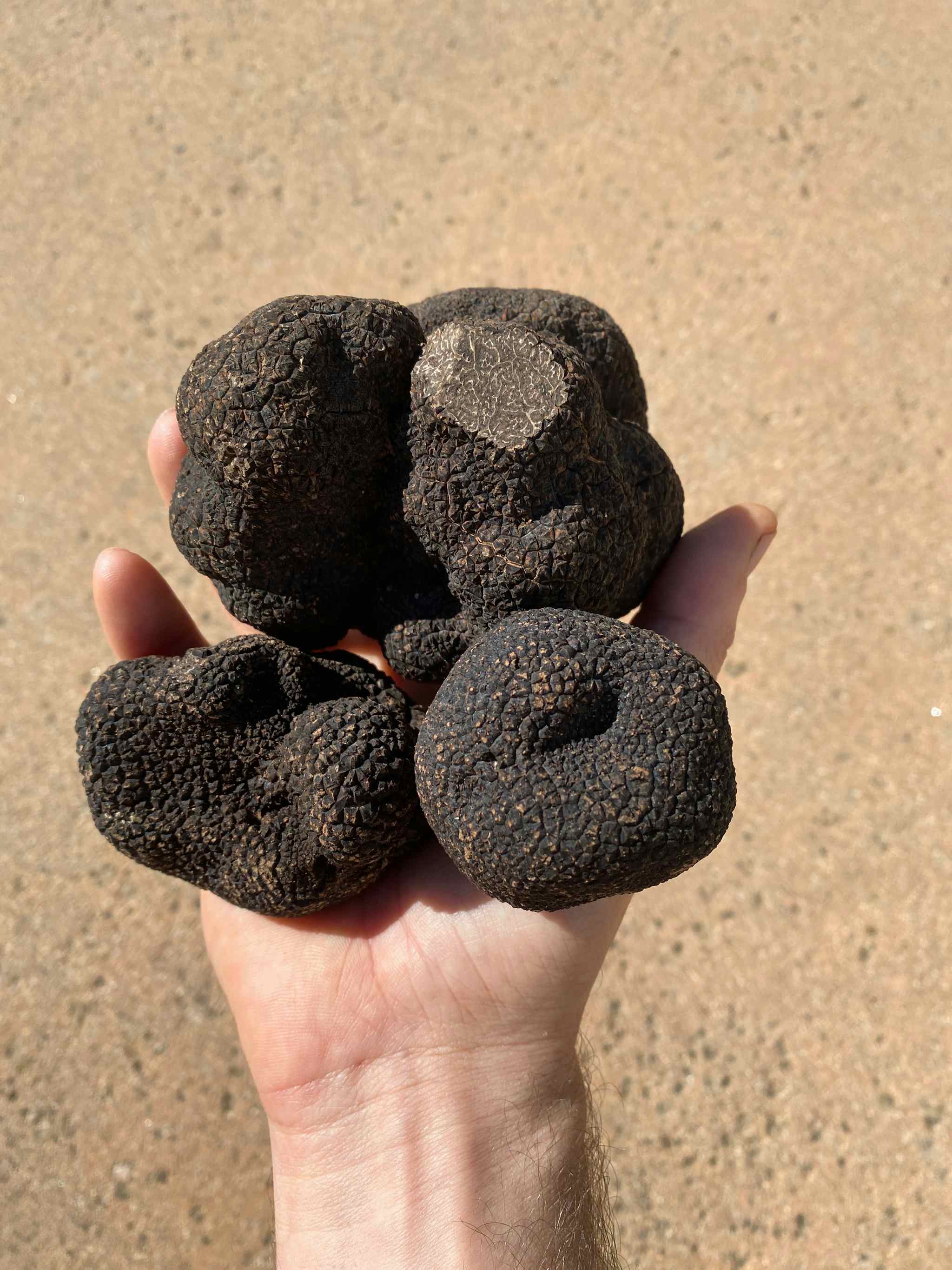 Winter Black Truffle (T. melanosporum) WHOLESALE PRICING