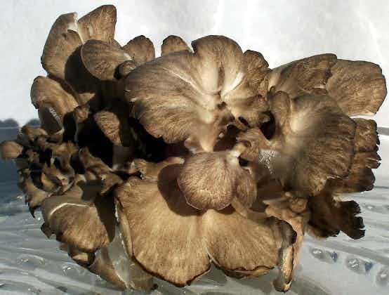 Fresh Cultivated Maitake/Hen of the Woods