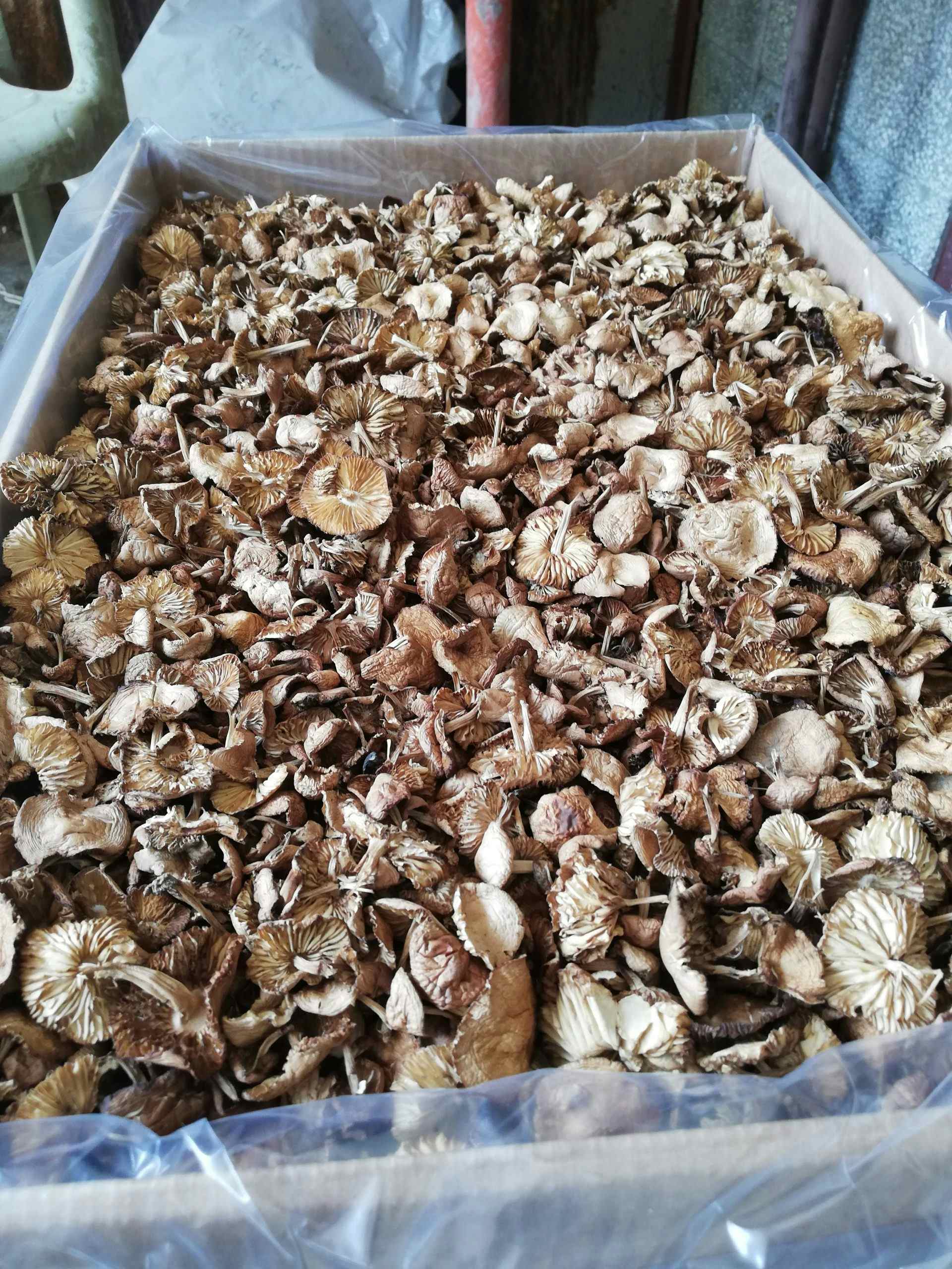 Dried Marasmius oreades (fairy ring mushroom) - First grade
