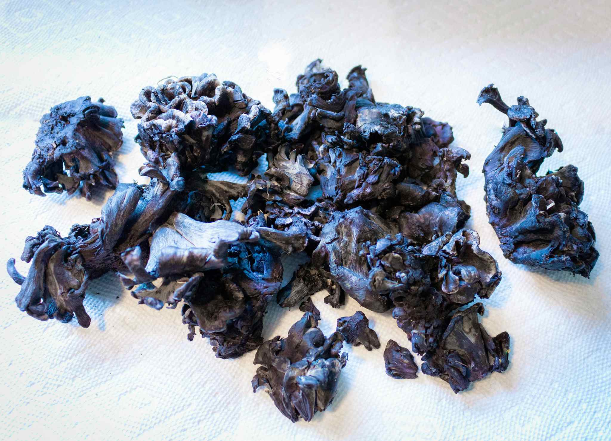 Fresh Wild Blue Chanterelles RARE 