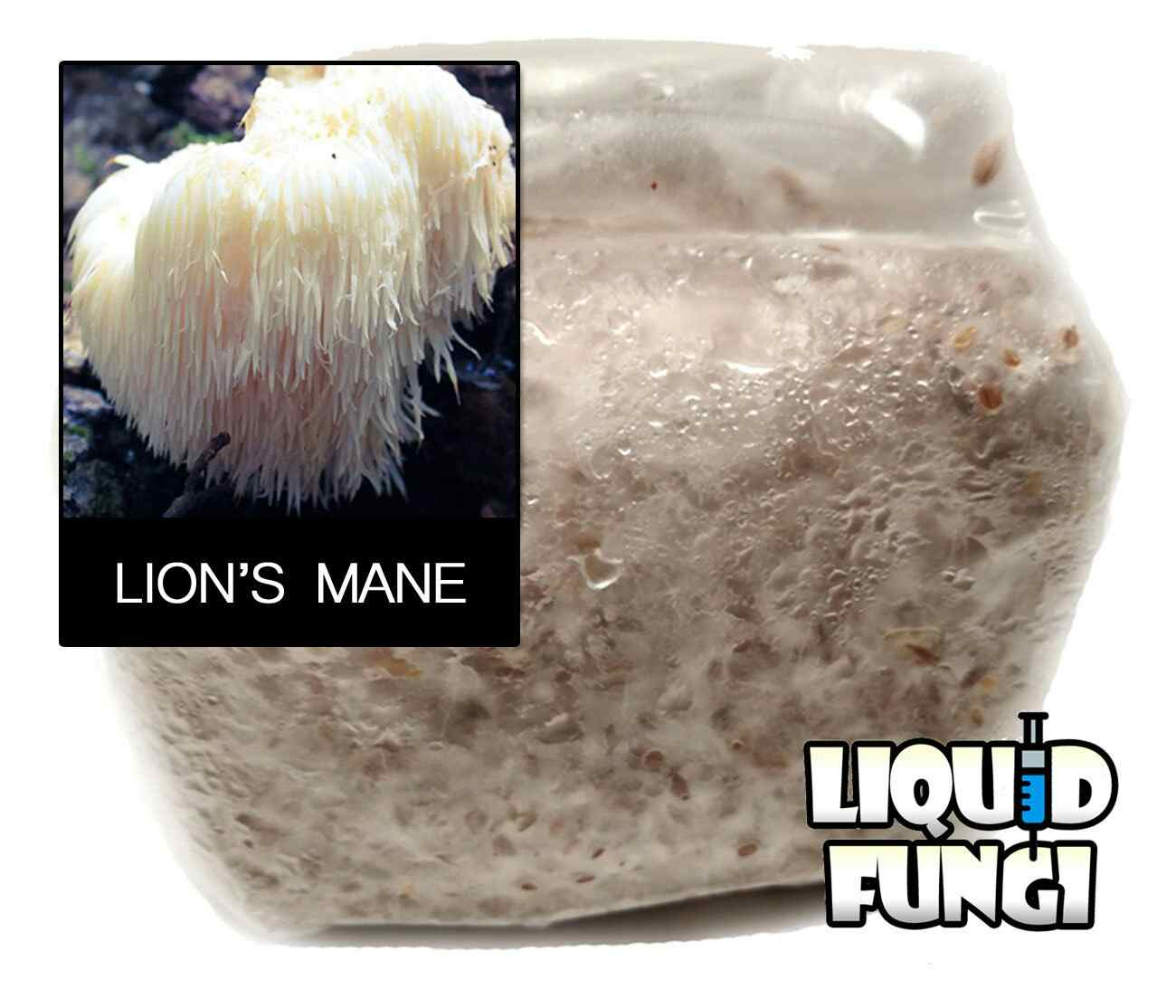 Lion's Mane Mushroom Grain Spawn (1 Pound)