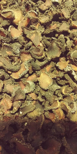 Dried Italian Summer Truffles **** Tuber Aestivum  * Bold Hazelnut Taste!