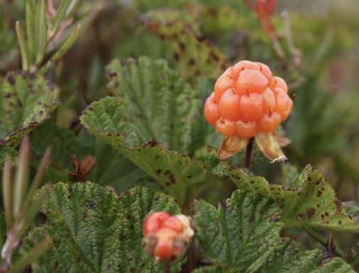 Fresh Alaskan Wild Cloudberries