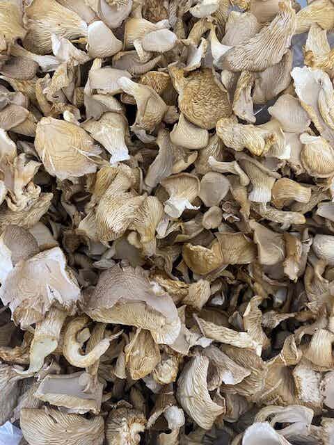 Organic Dried Oyster Mushrooms (1oz) - FREE SHIPPING