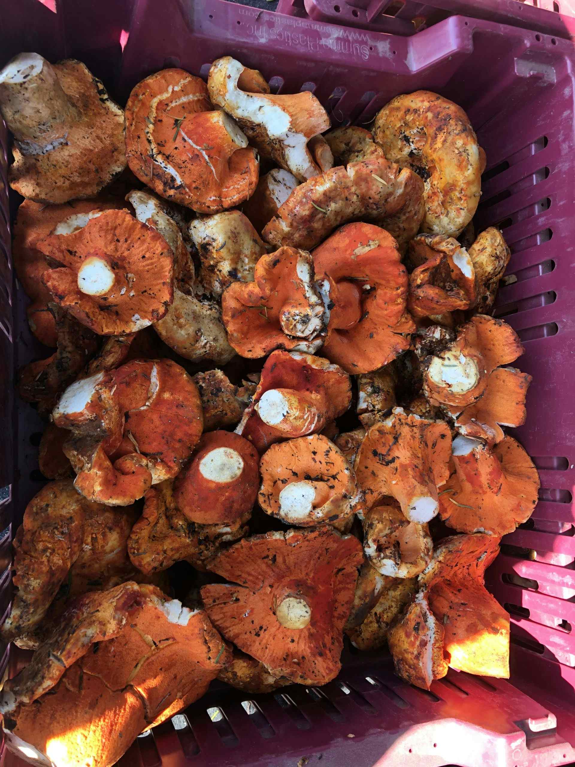 4oz Dried Lobster Mushrooms
