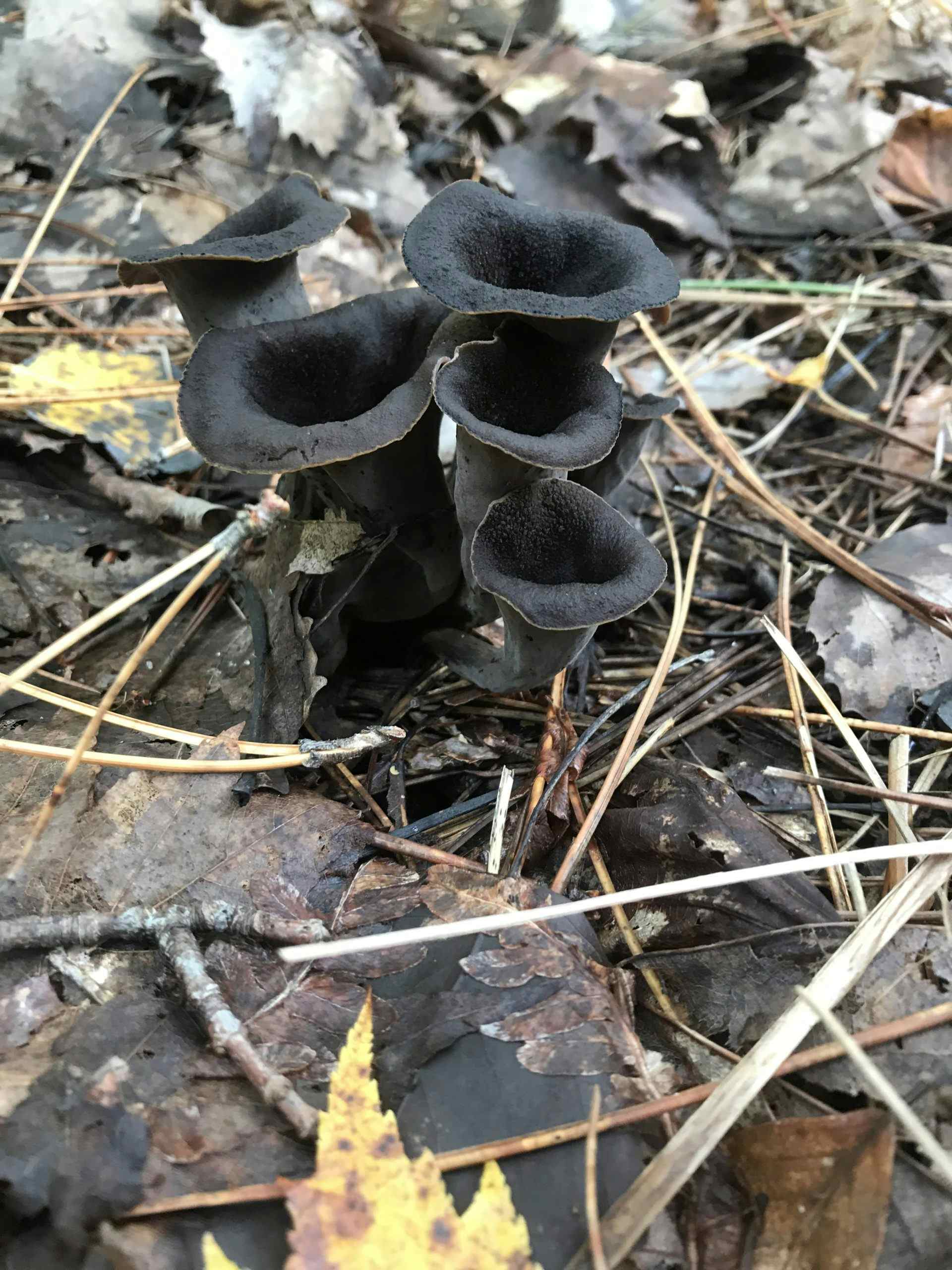 Black Trumpet Mushrooms - Dried