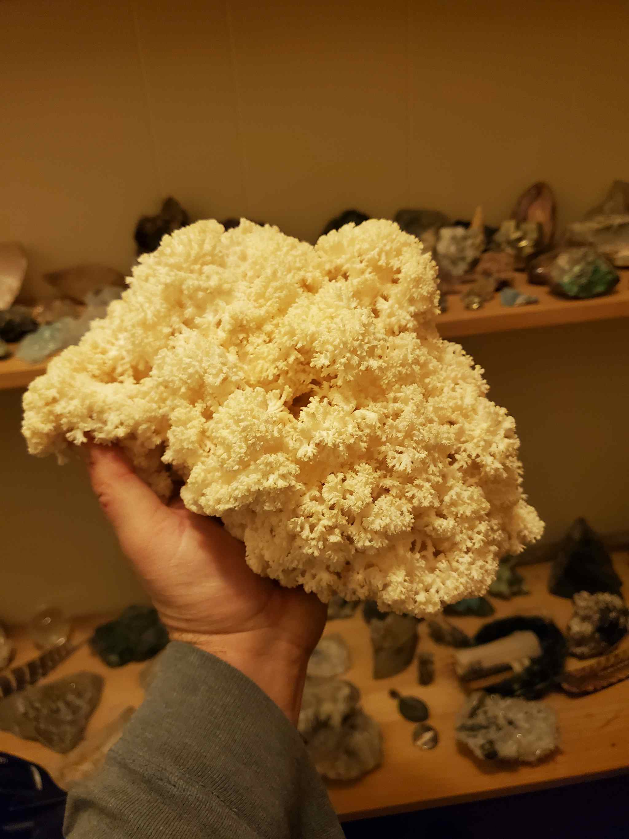 Coral tooth lions Mane Hericium Coralloides Dry 2oz
