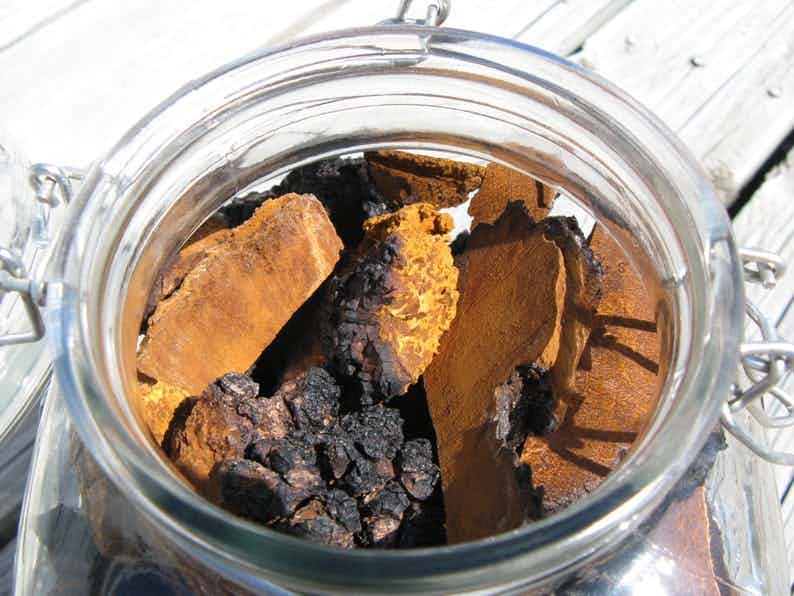 Chaga Mushroom Dried Chunks for Tea
