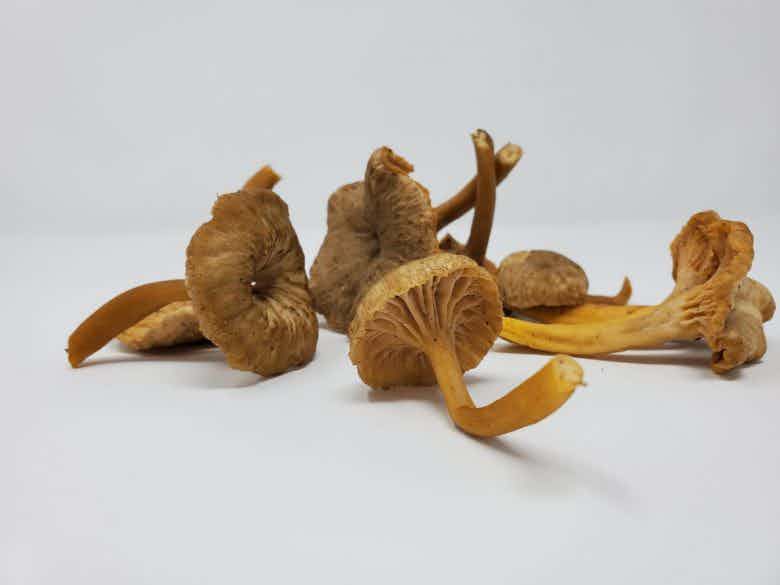 Fresh Yellowfoot Mushrooms