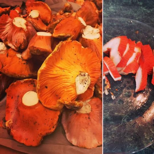 Lobster Mushrooms - Dried