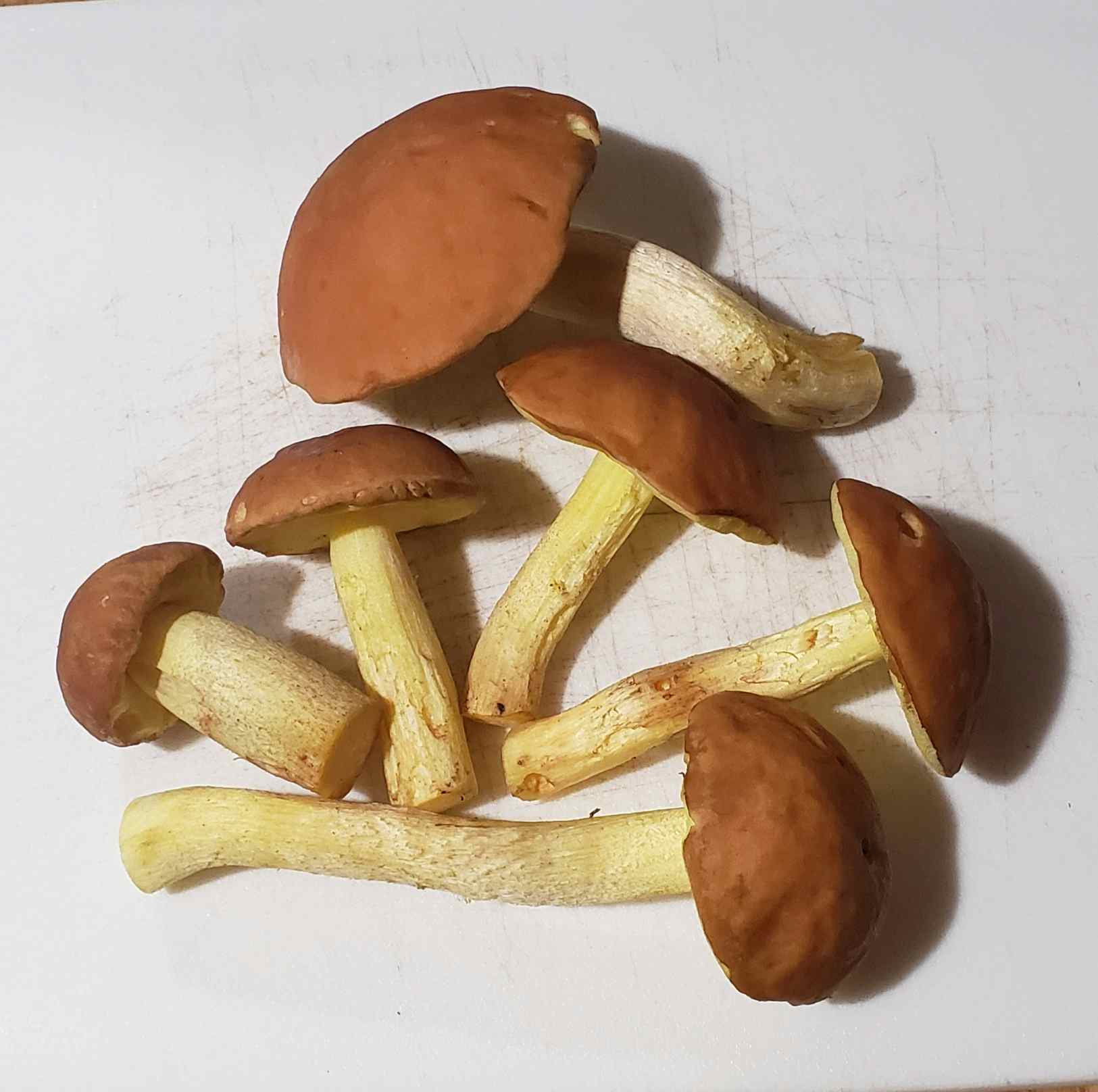 Dried Yellow Boletes - FREE SHIPPING INCLUDED!