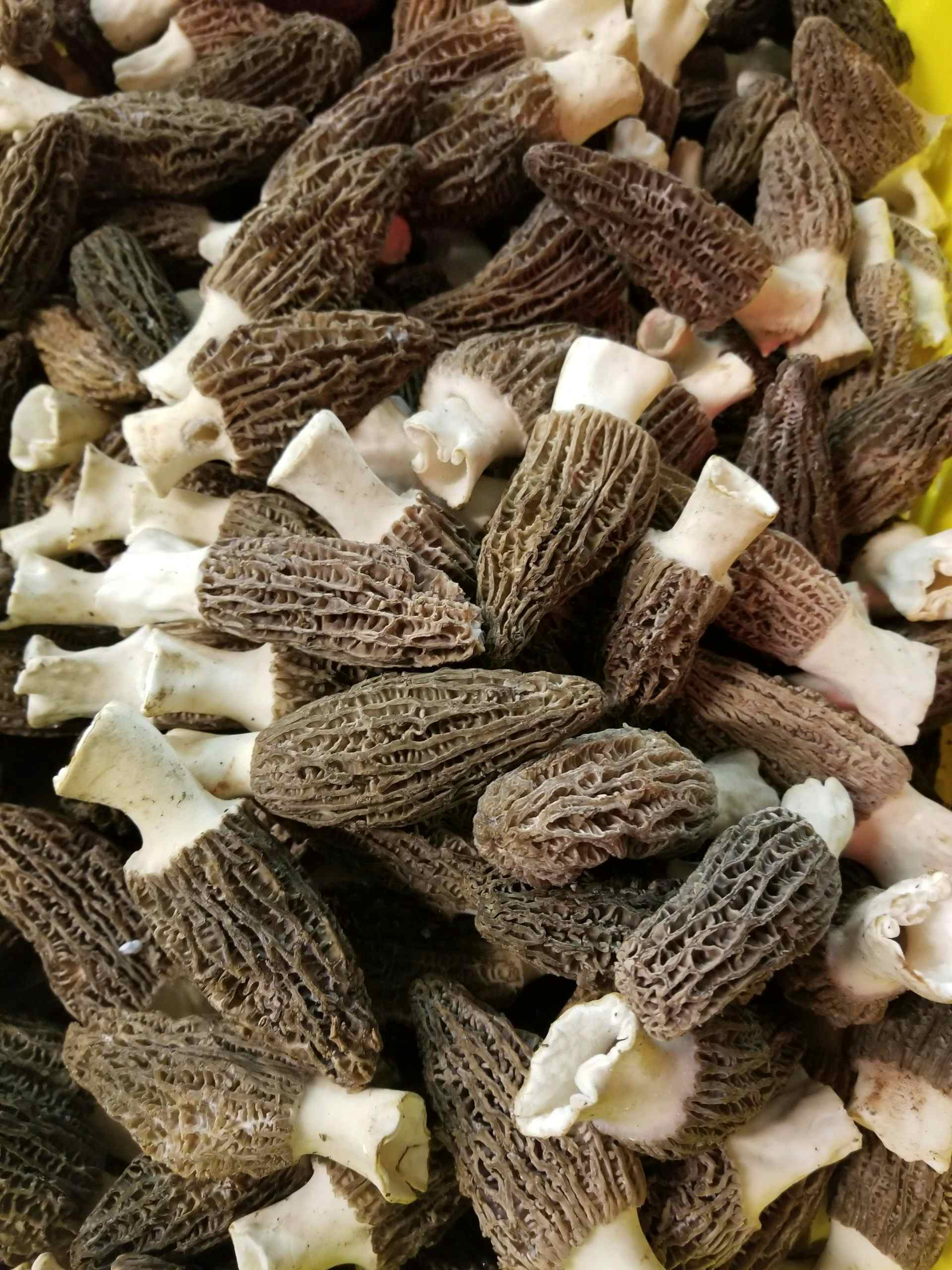 Fresh Cultivated Morels