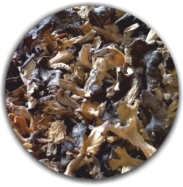 Dried Craterellus tubaeformis (Cantharellus lutescens or Cantharellus xanthopus ) - First grade