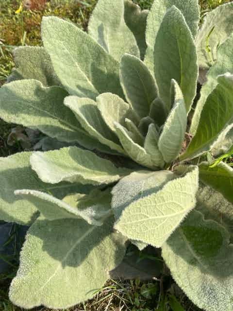 4 oz Dried Mullien Leaf | Wild Foraged | Organic | Verbascum thapsus | Mullien Leaf Tea