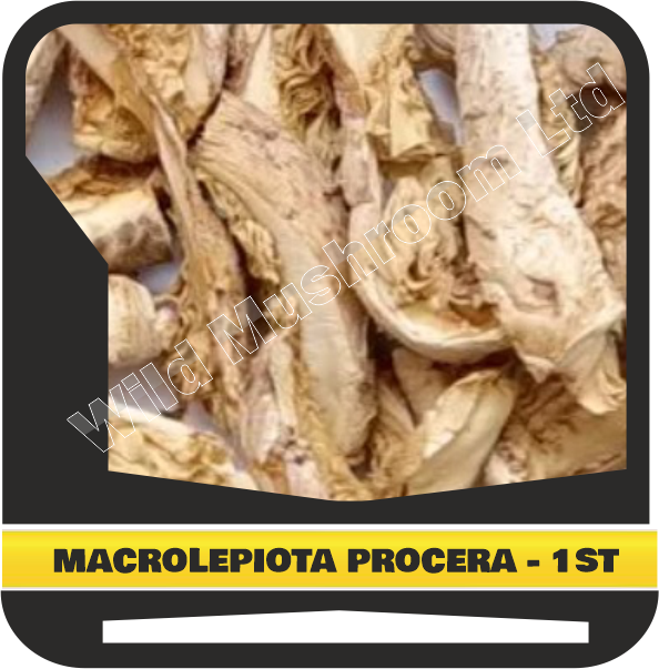Dried Macrolepiota procera - First grade