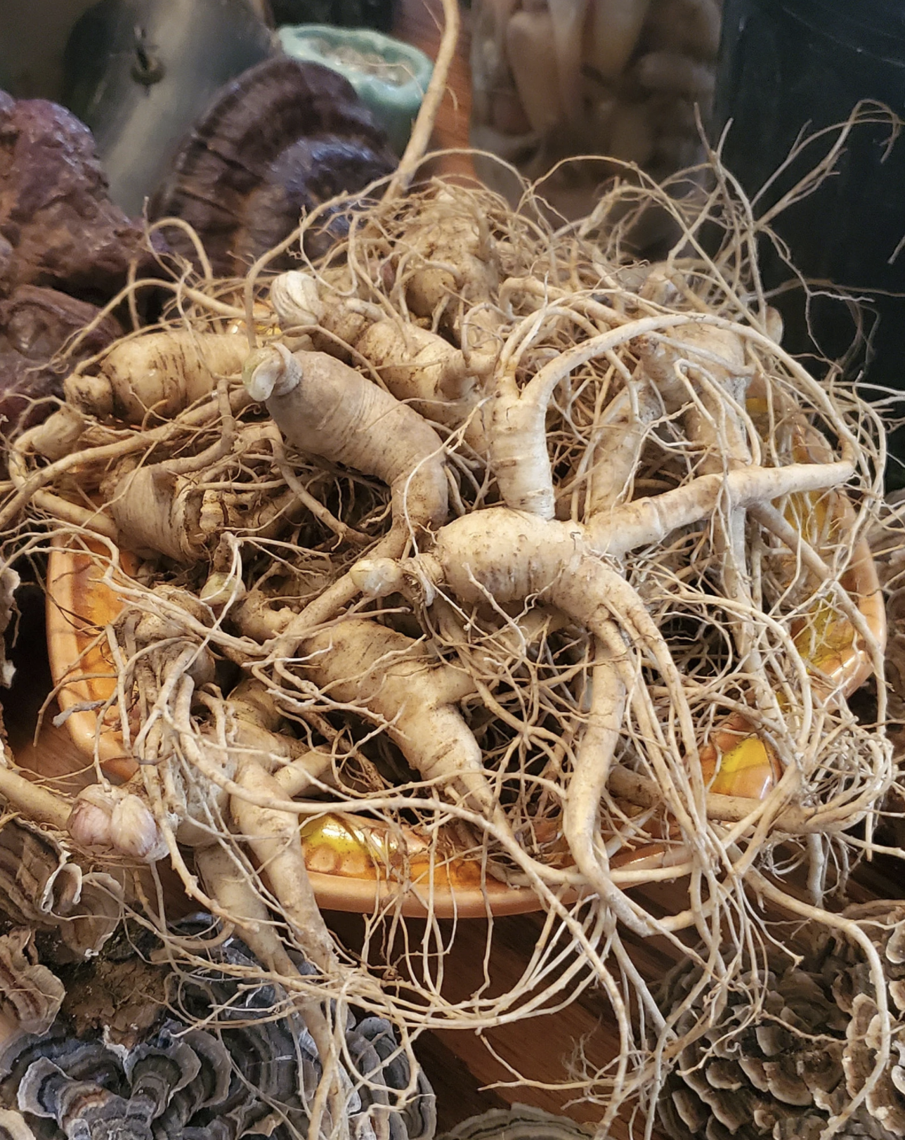 North American Ginseng Root Whole Dry Native Panax Quinquefolia TCM Xi Yang Shen