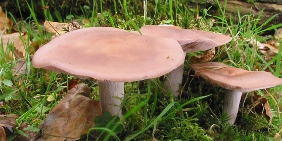 Grow your own Wood Blewit mushrooms