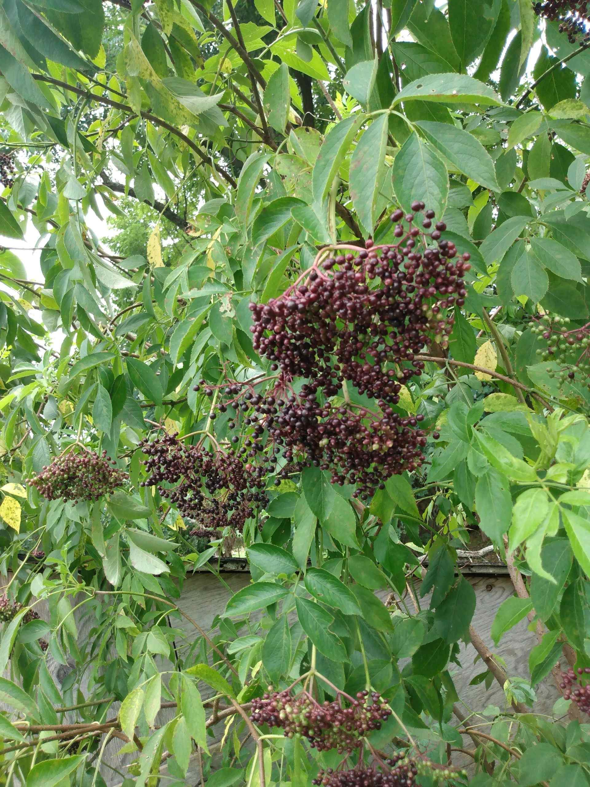 Elderberry Gastrique