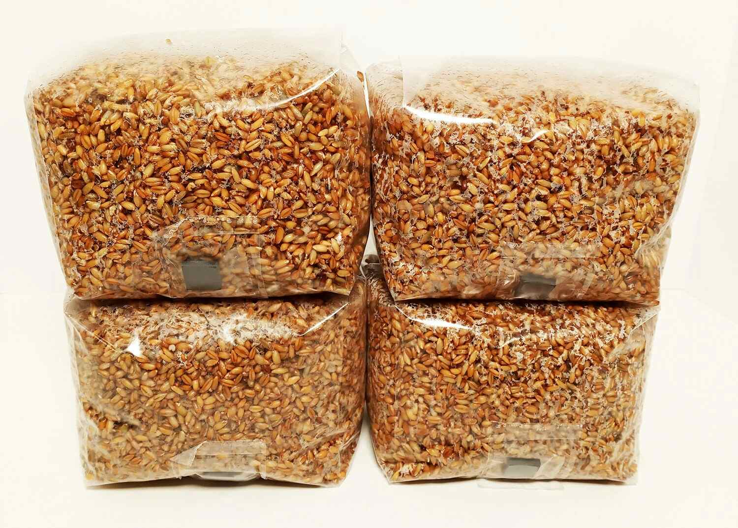 Sterilized Rye Berries Mushroom Substrate in Unicorn Bags with Self Healing Injection Ports for Grain Spawn (4 x 3 lb.)