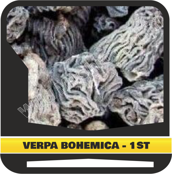 Dried Verpa bohemica (early morel or the wrinkled thimble-cap) - First grade