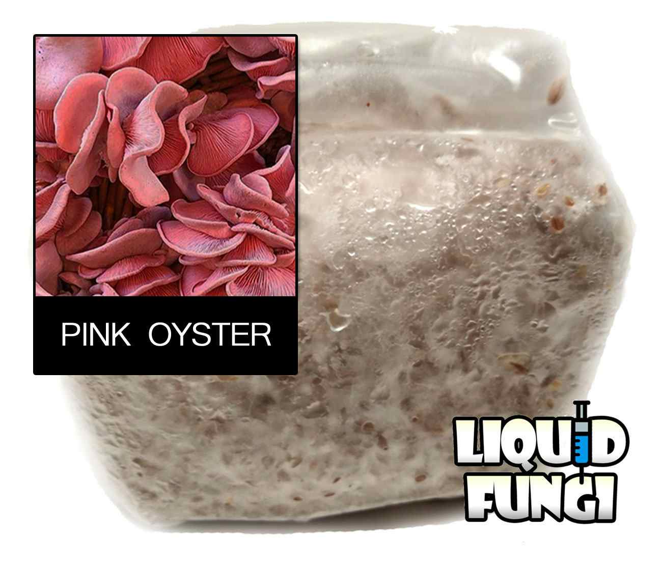 Pink Oyster Mushroom Grain Spawn (1 Pound)