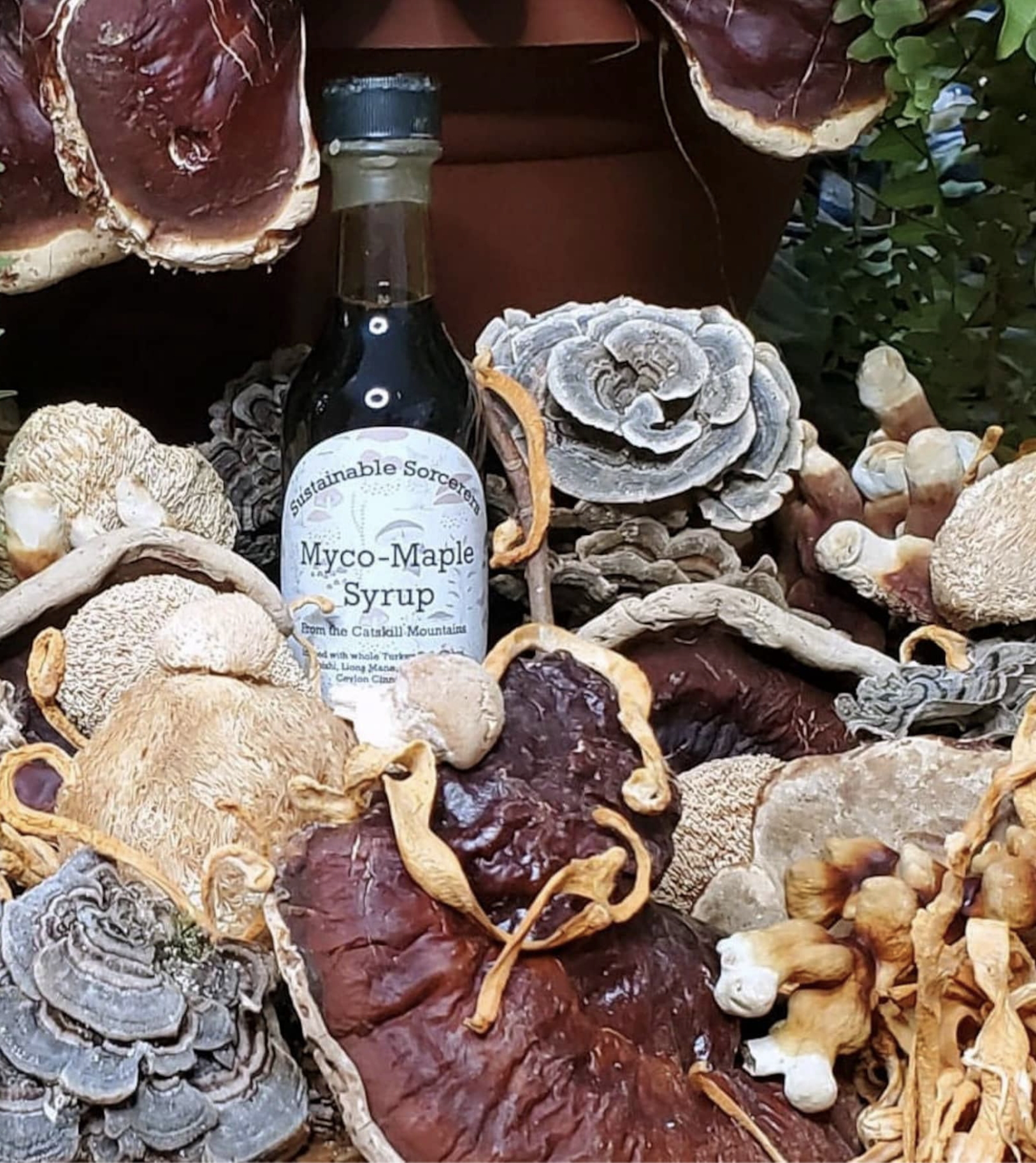 Catskill Forests Wild Harvested Myco-Maple Syrup infused with Chaga, Lions Mane, Reishi, Turkey Tail Cordyceps 5oz bottle