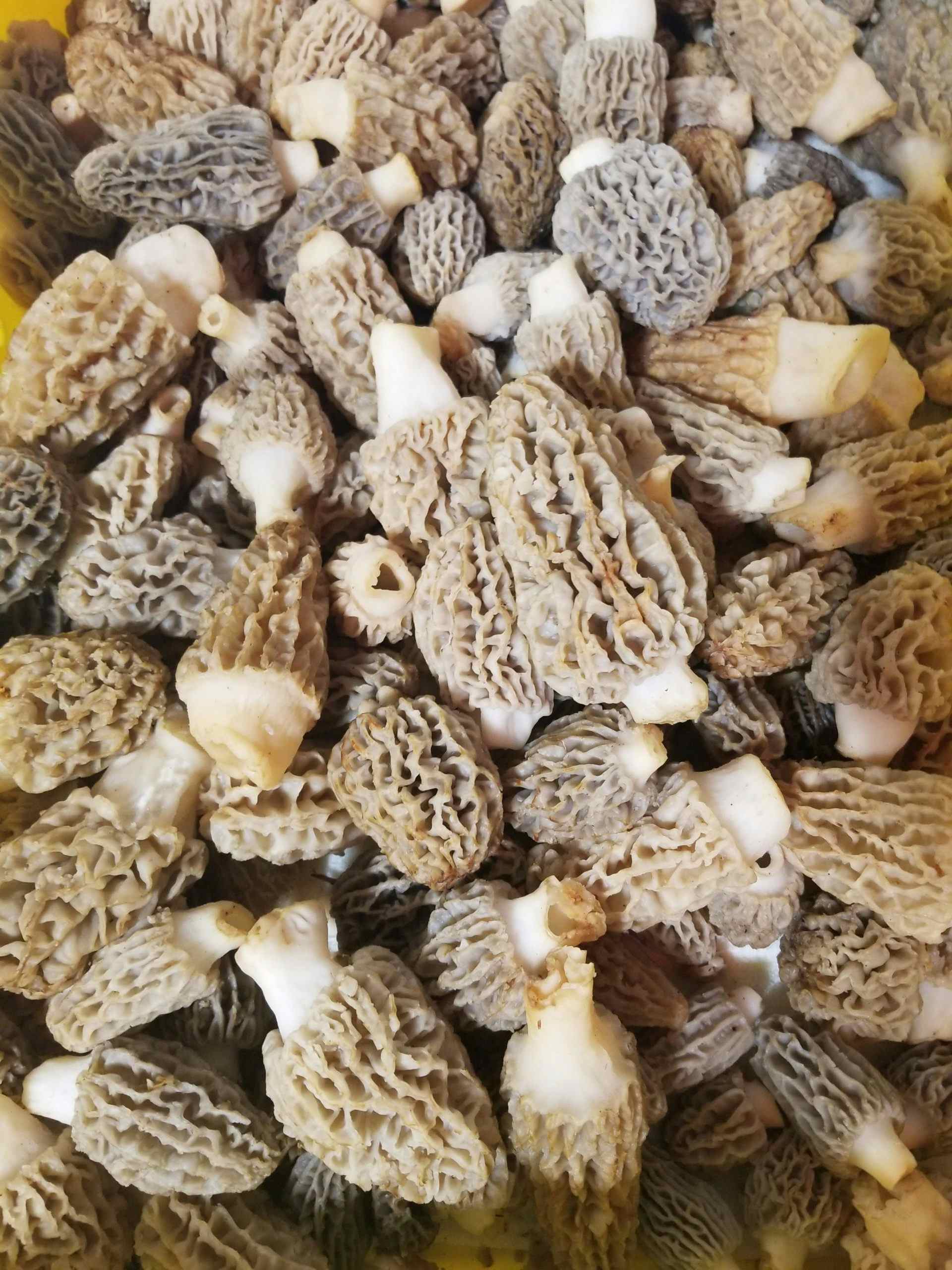Fresh Wild  Blonde Morel Mushrooms