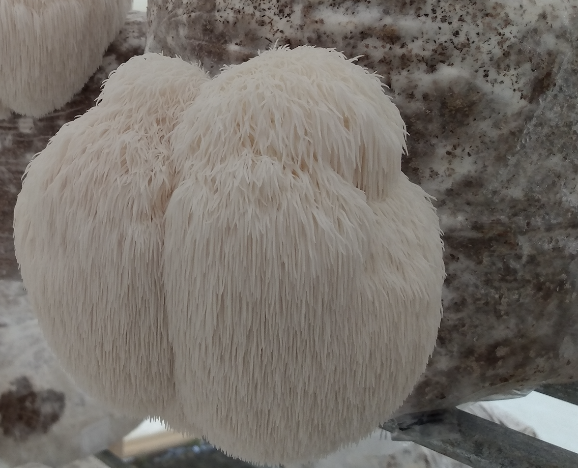 Grow Your Own Lion's Mane Mushrooms! Free Shipping