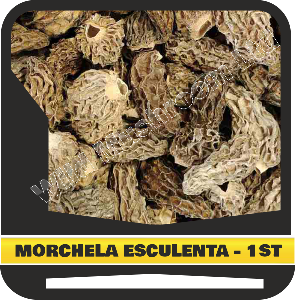 Dried Morchella esculenta (Morells mushroom) - First grade