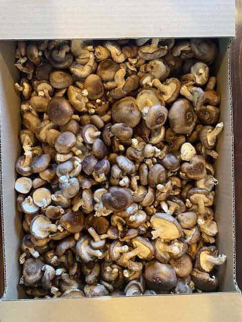 Fresh Organic Shiitake Mushrooms (1lb) - Local Pickup Only