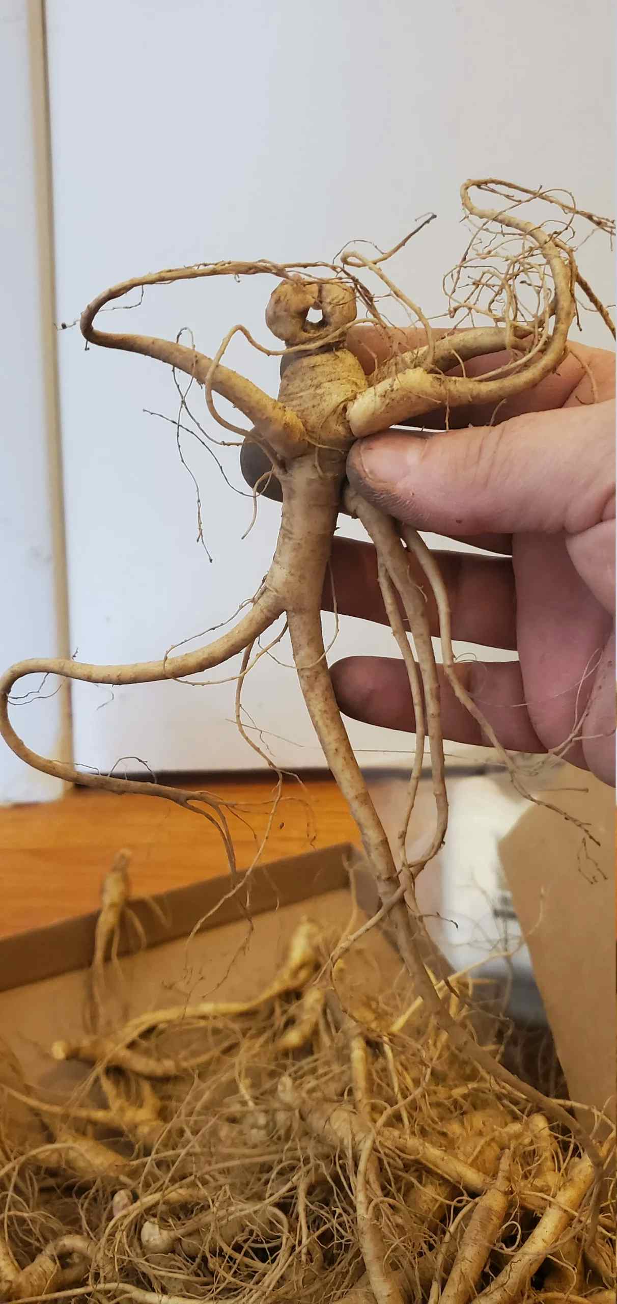 Live Ginseng Rootlets for fall planting Dormant 3-5yr for Restoration replanting or medicine Eastern Panax Ginseng