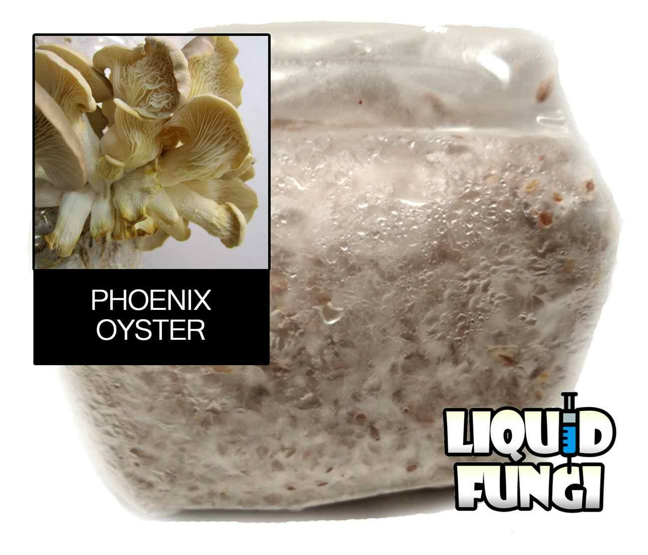 Phoenix/Italian Oyster Mushroom Grain Spawn (1 Pound)