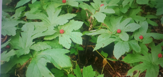 20 Live Goldenseal Rootlets for Native Eastern Medicinal Woodland plant restoration Hydrastis Canadensis
