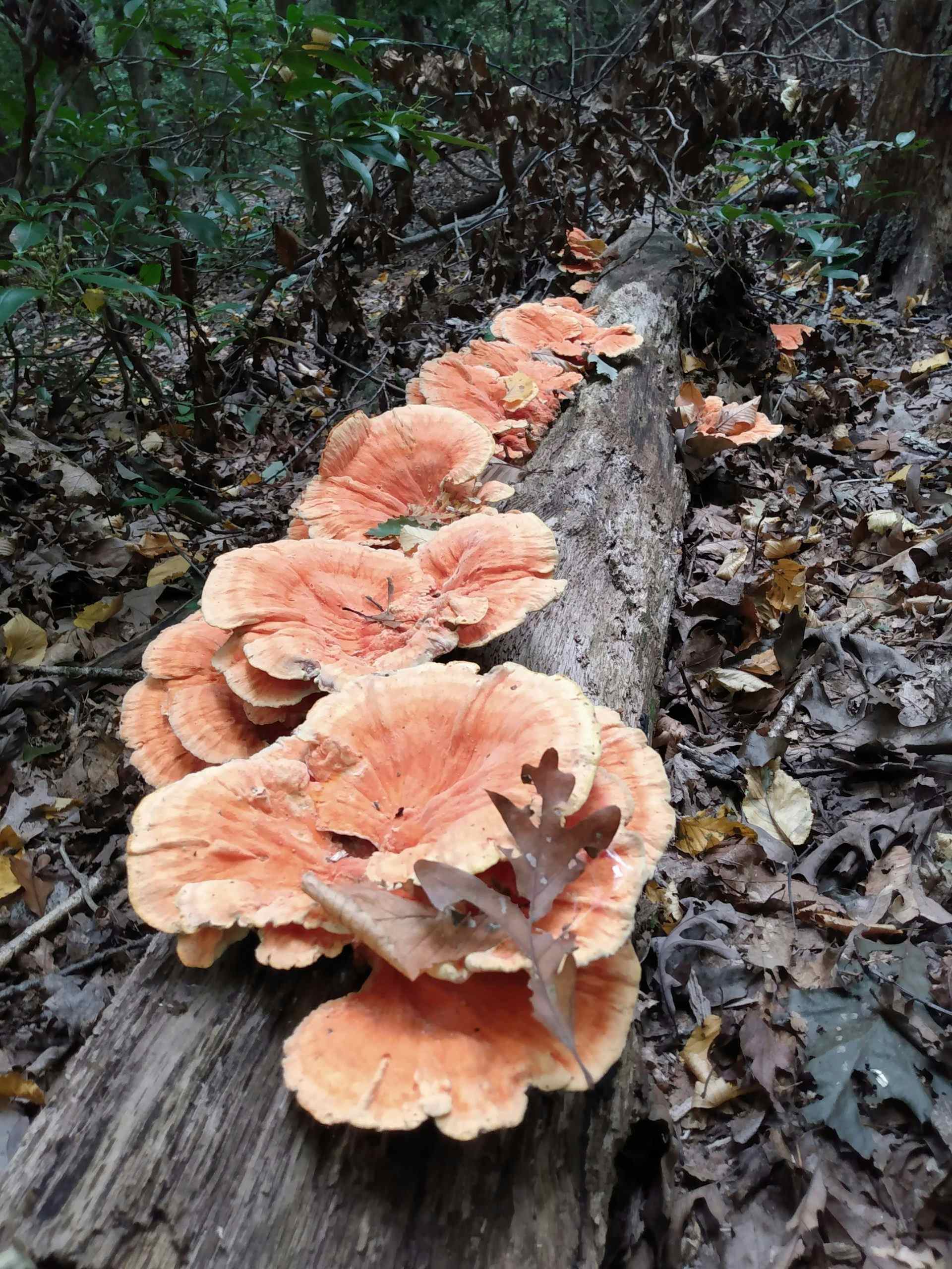 Dehydrated Chicken of the woods mushrooms