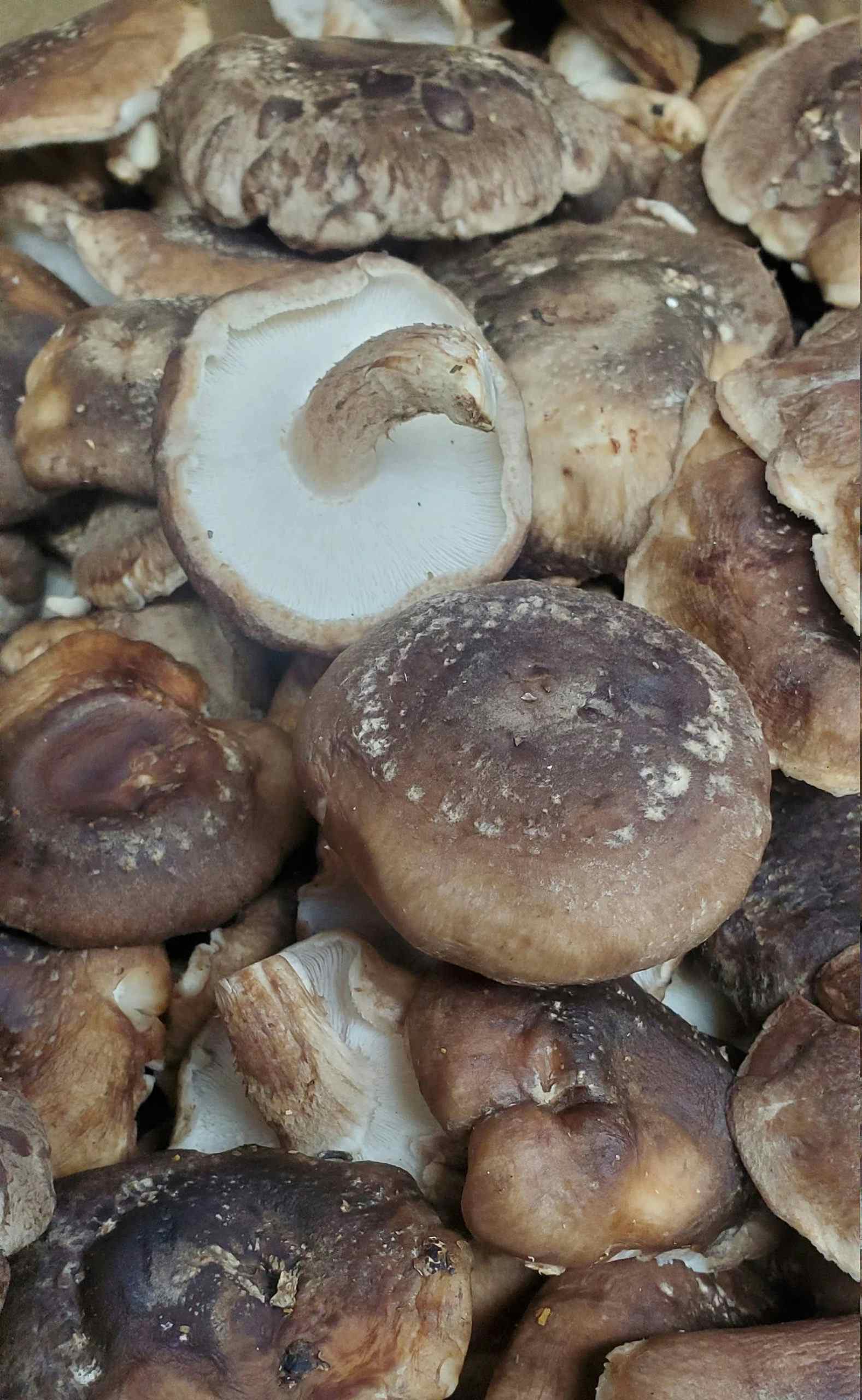 Dried Organic Shiitake Mushroom Whole lentinus edodes aka Golden Oak