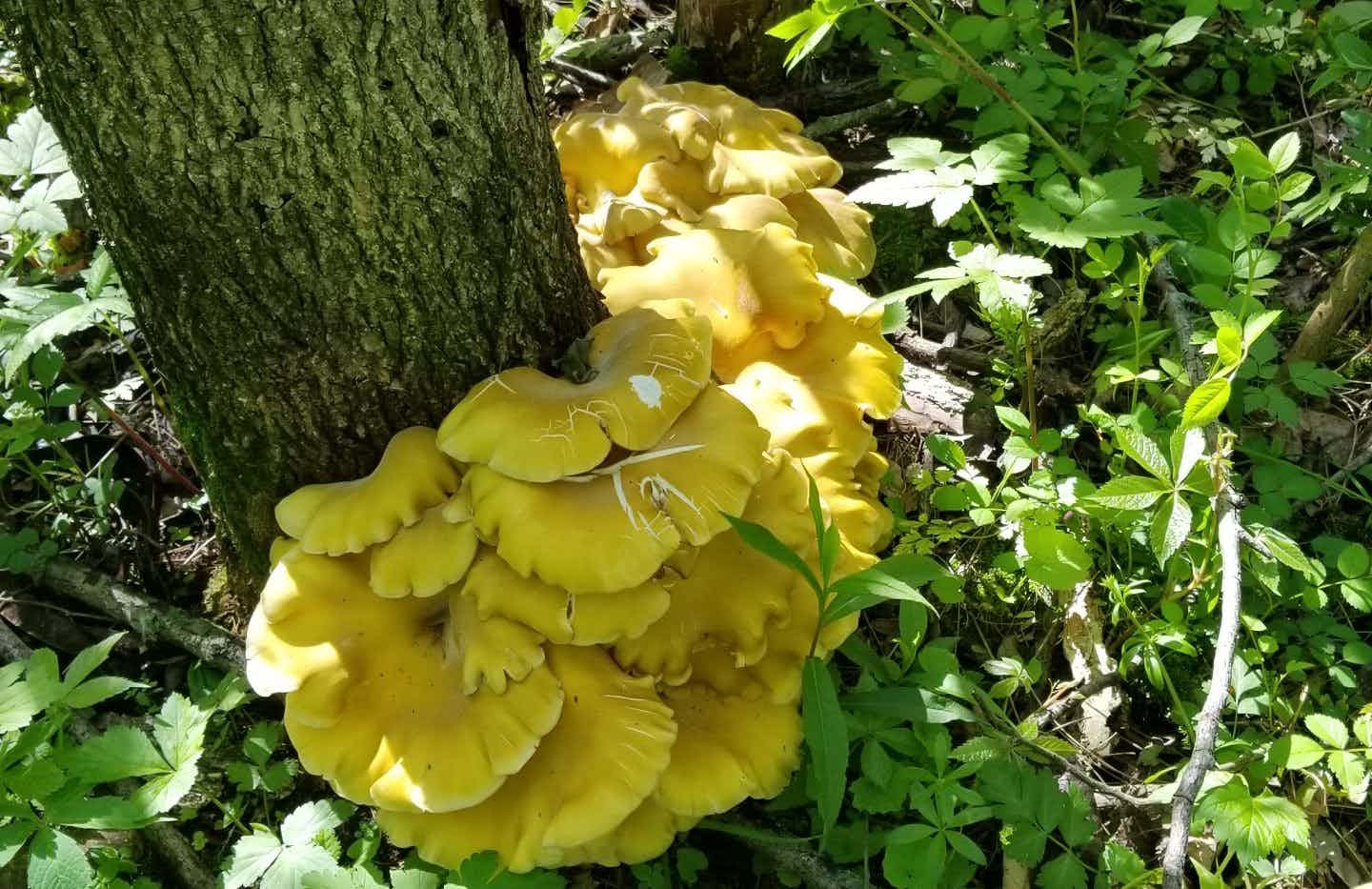 Wild Yellow Oyster Mushrooms