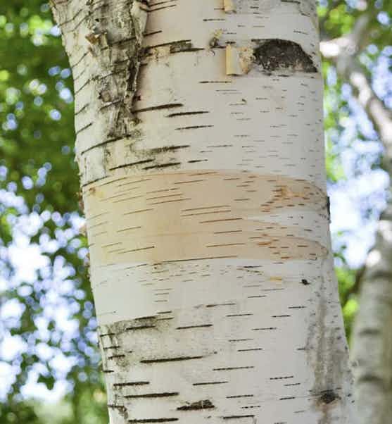 Wild Alaskan Birch Bark