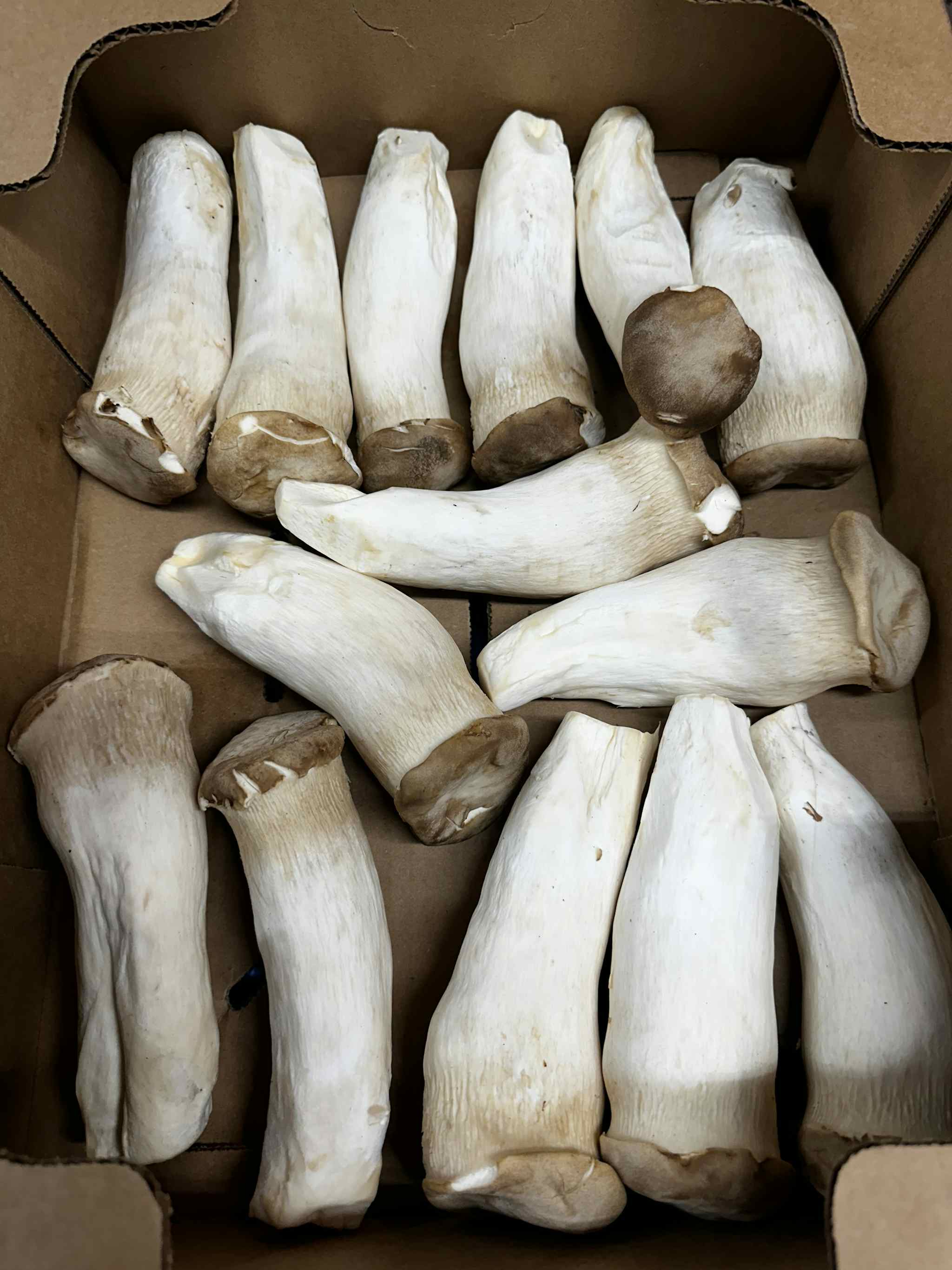 Fresh Cultivated King Trumpet Mushrooms (5 lbs)