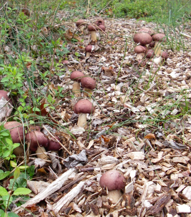 Grow your own Red Wine Cap mushrooms
