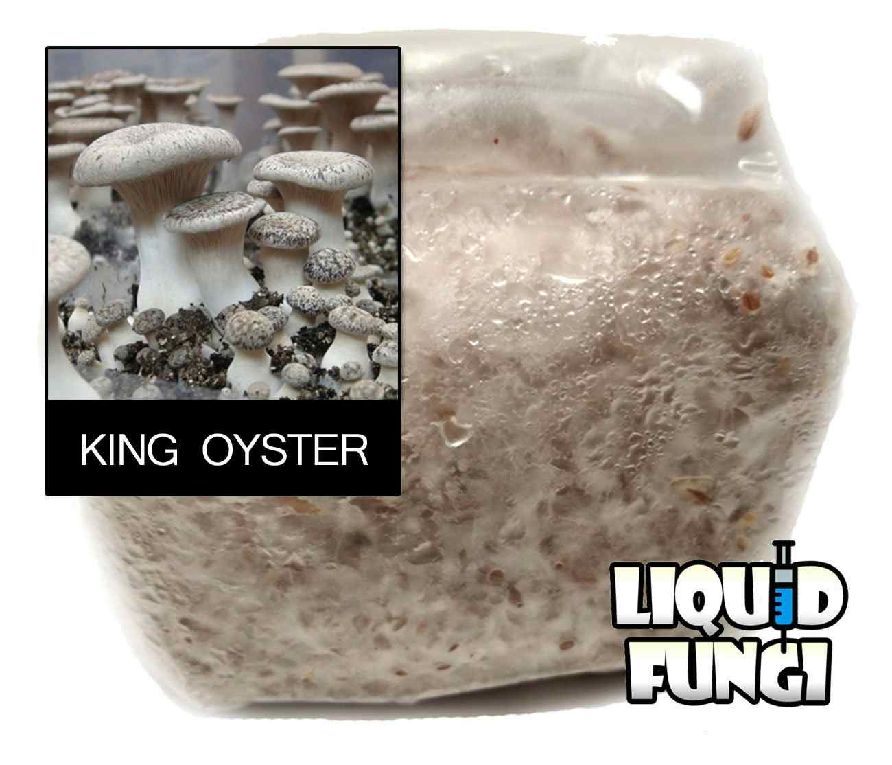 King Oyster Mushroom Grain Spawn (1 Pound)