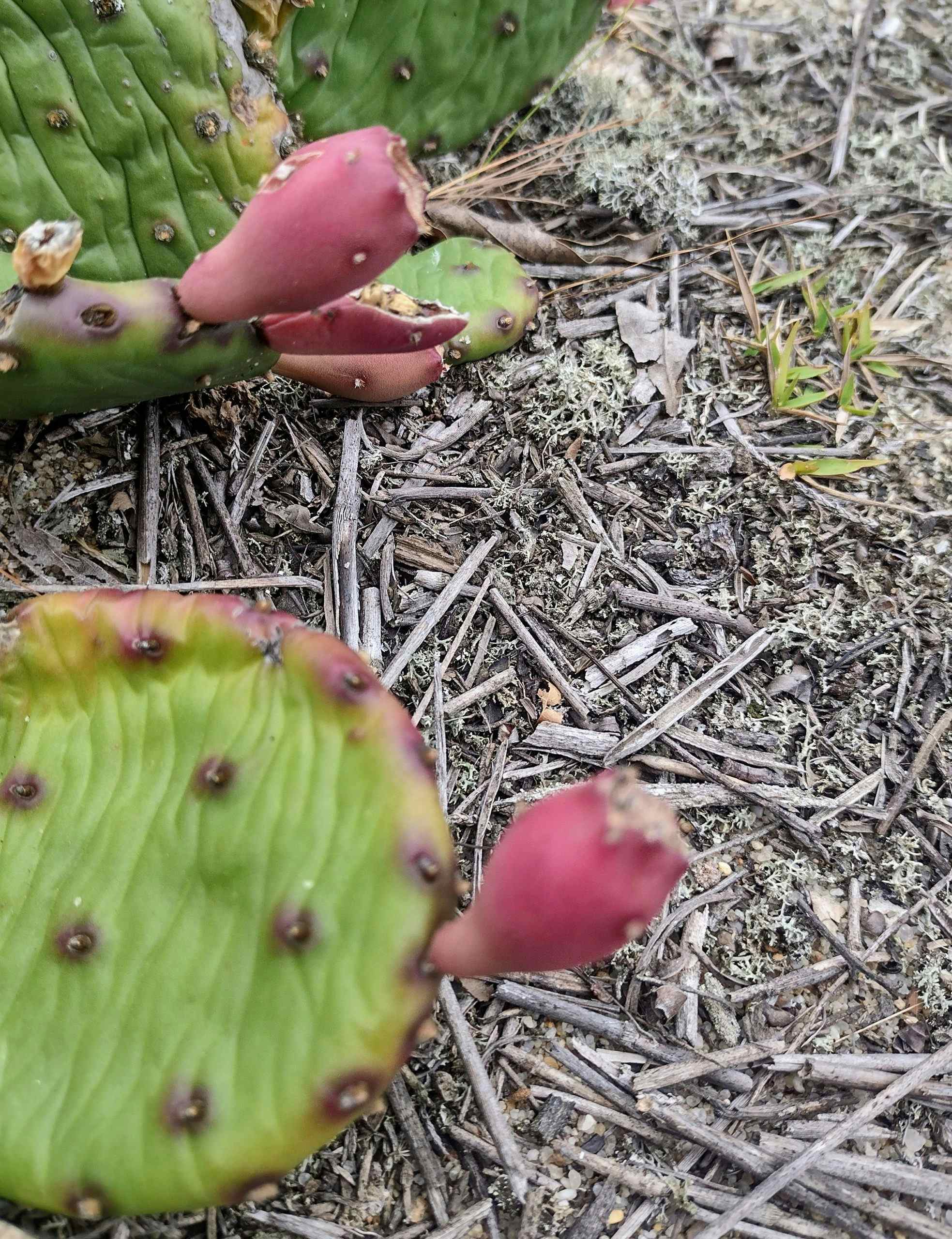 Fully Rooted Prickly Pear plants