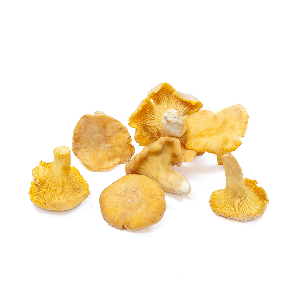 Fresh Wild Golden Chanterelle Mushrooms