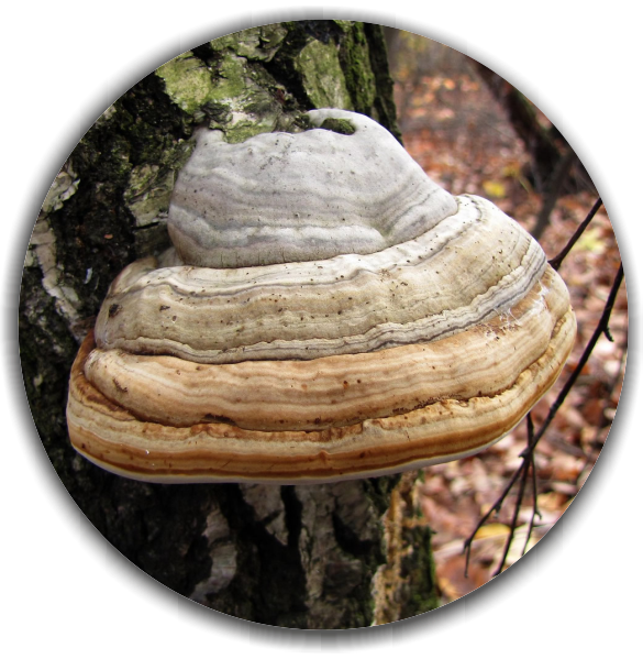 Tinder fungus(Fomes fomentarius)