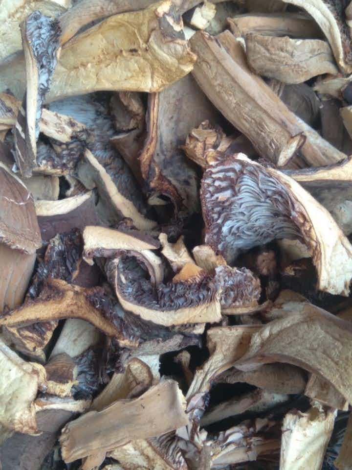 Dried Leatherback Mushrooms (1oz)