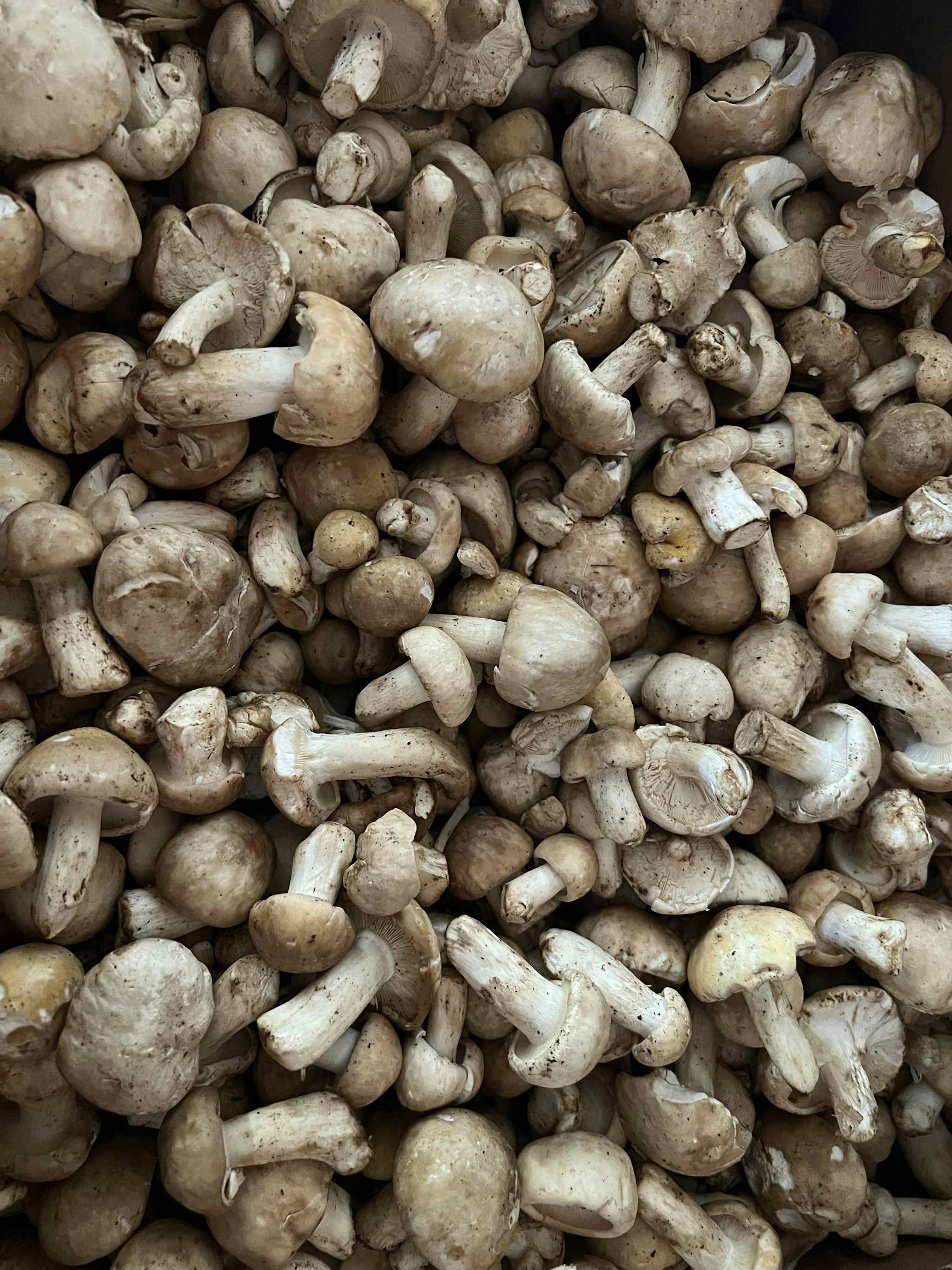 Prugnoli Mushrooms FRESH 1 lb.